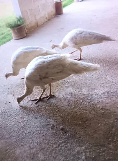 white peacock fresh and healthy 2 female and one male