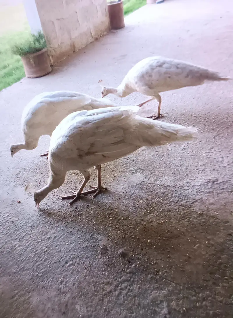 white peacock active and healthy 2 female and one male