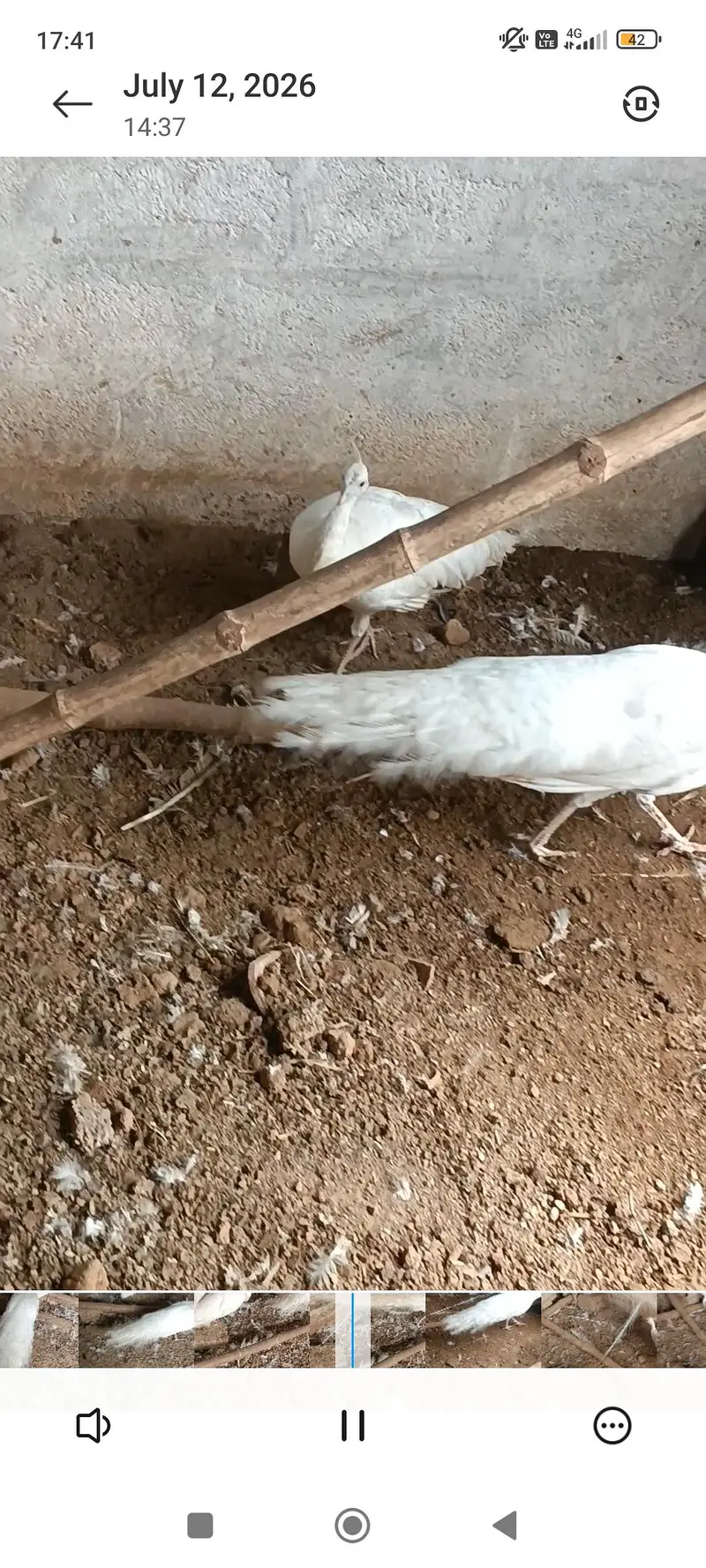 white peacock active and healthy 2 female and one male — photo 2
