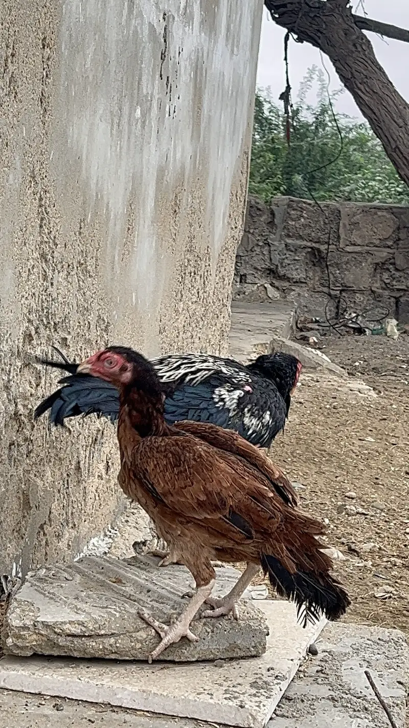 Pure Aseel Pair — photo 3