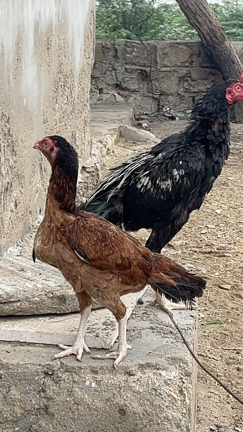 Pure Aseel Pair — photo 4
