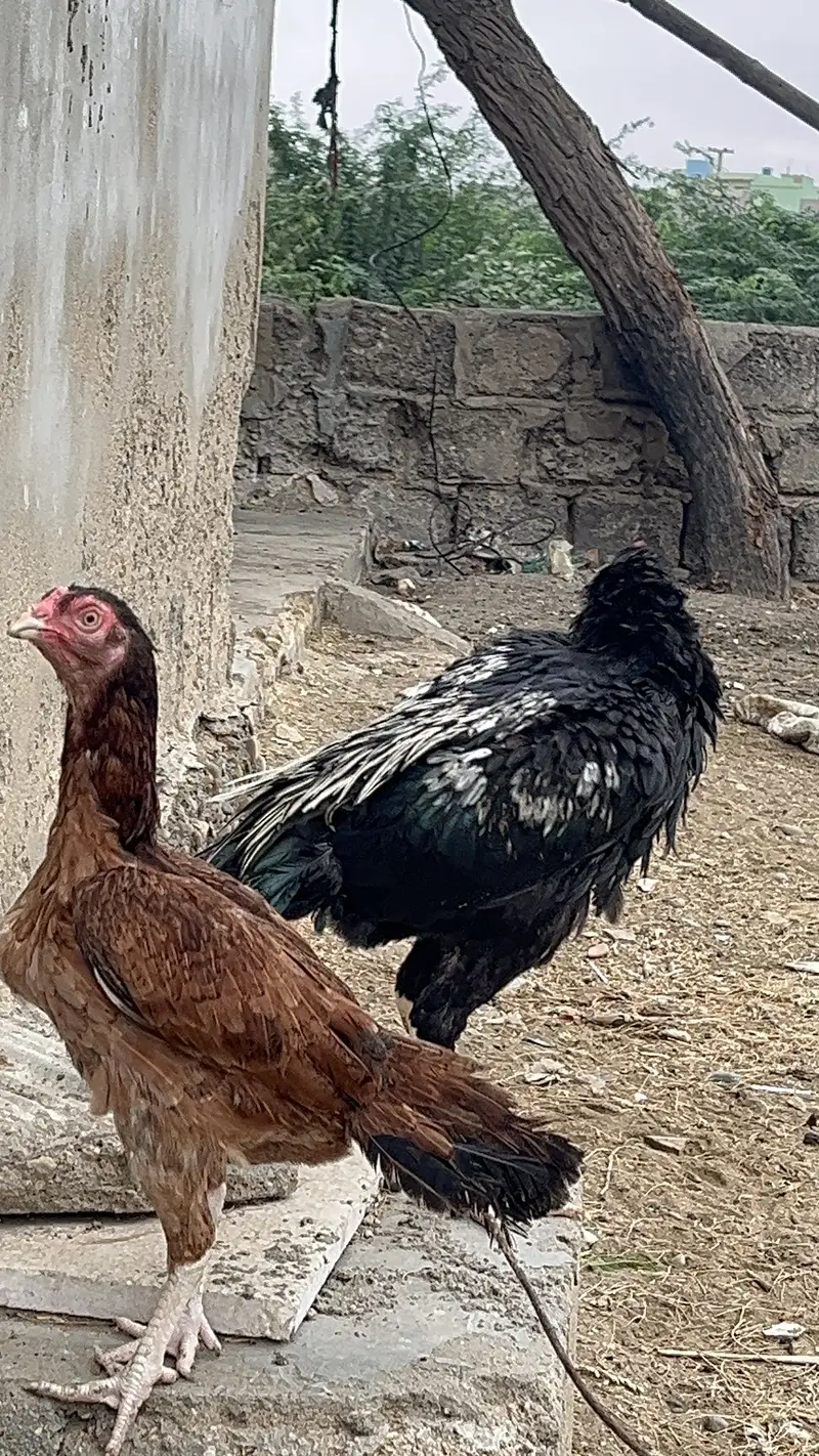 Pure Aseel Pair — photo 5