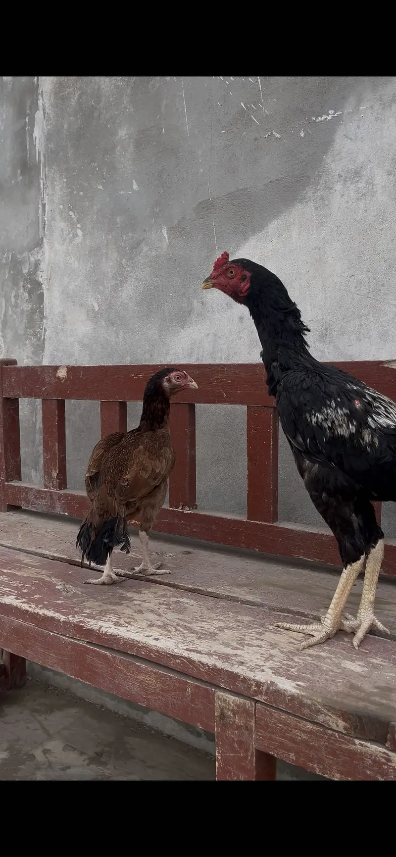 Pure Aseel Pair — photo 6