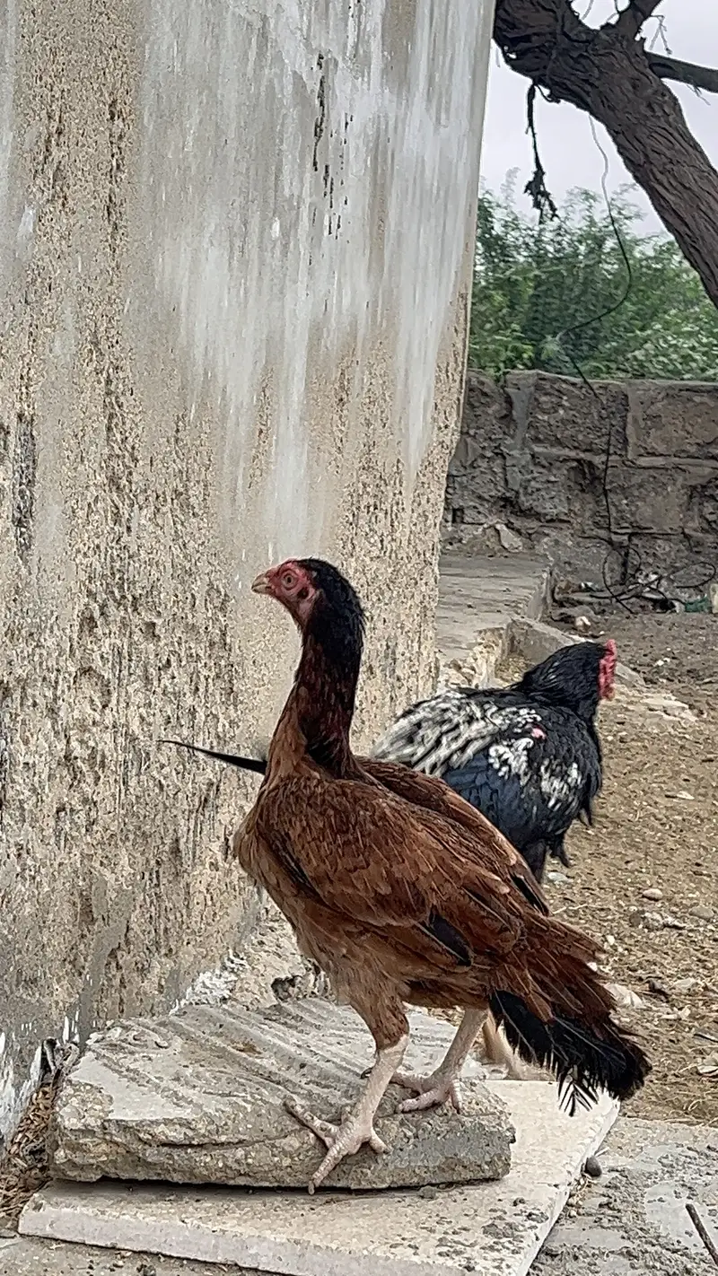 Pure Aseel Pair — photo 8