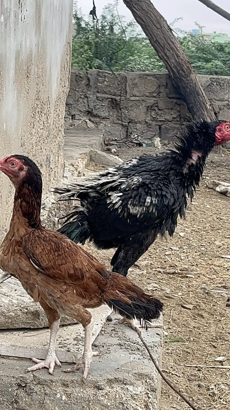 Pure Aseel Pair — photo 9