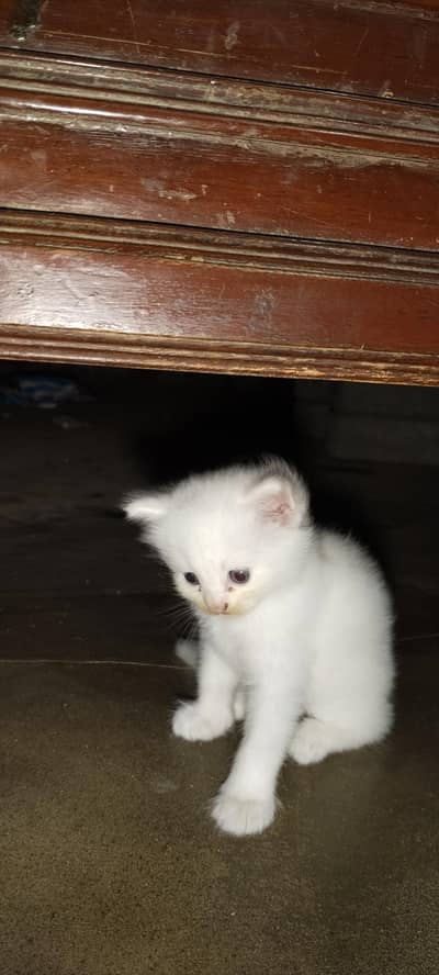 Persian cat