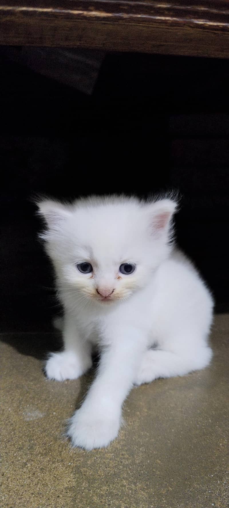 Persian cat 1