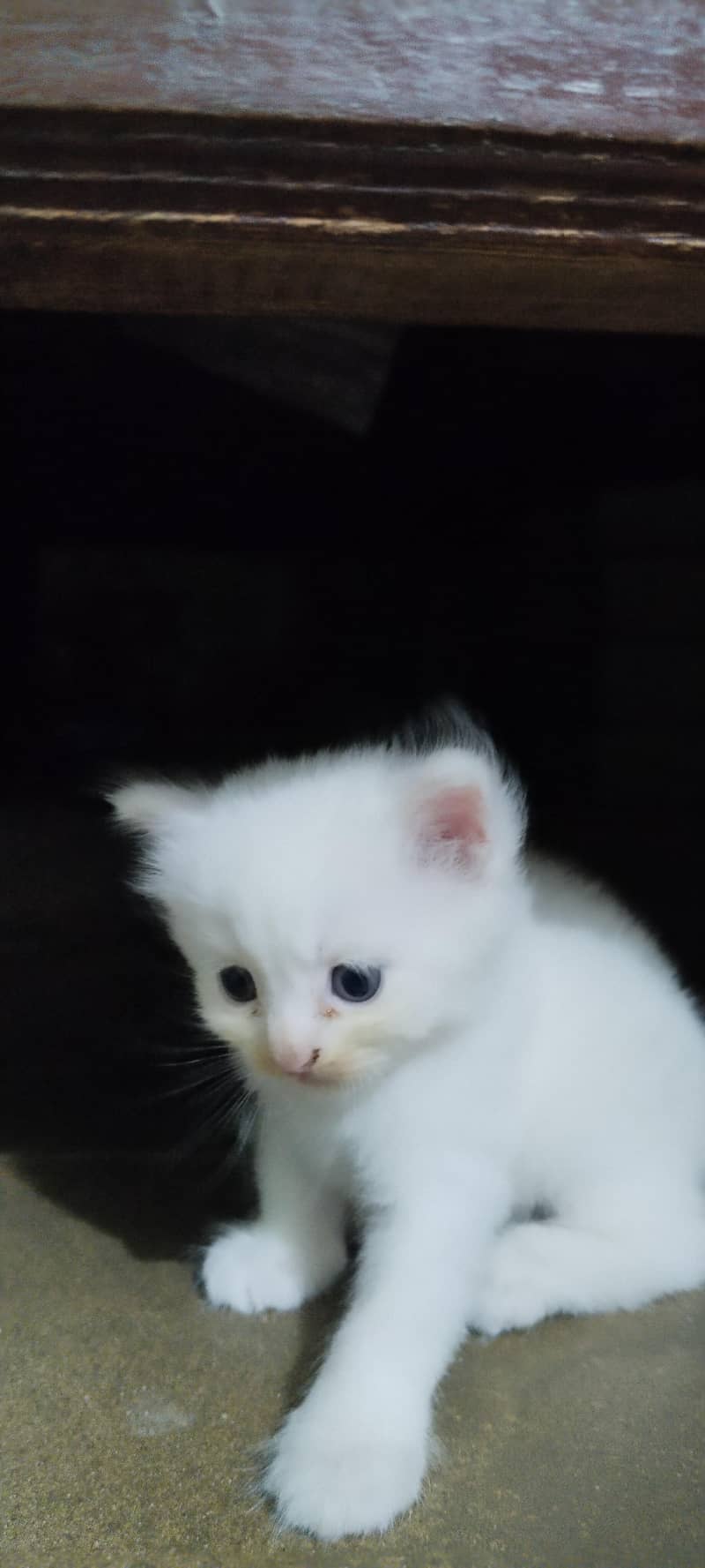 Persian cat 2