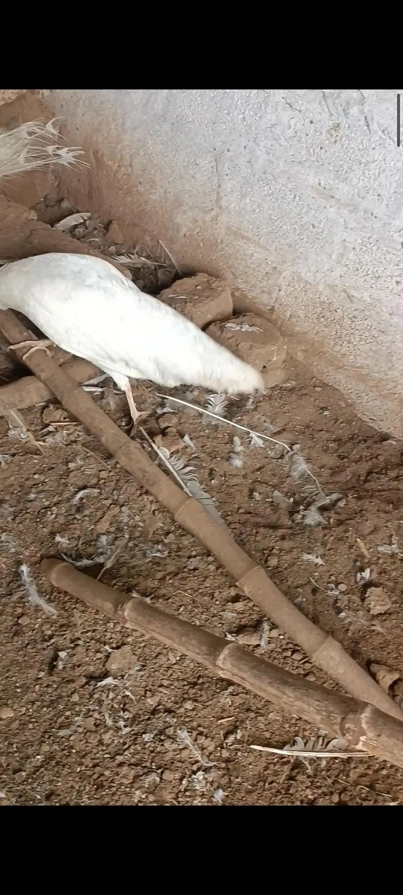 white peacock active and healthy 2 female and one male — photo 4