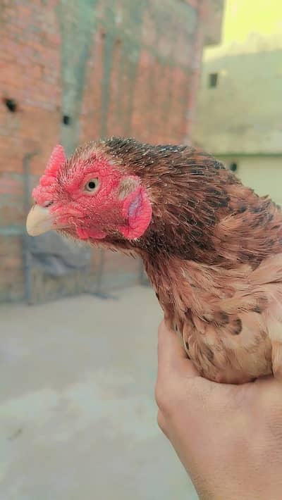 mian walli breed old blood line