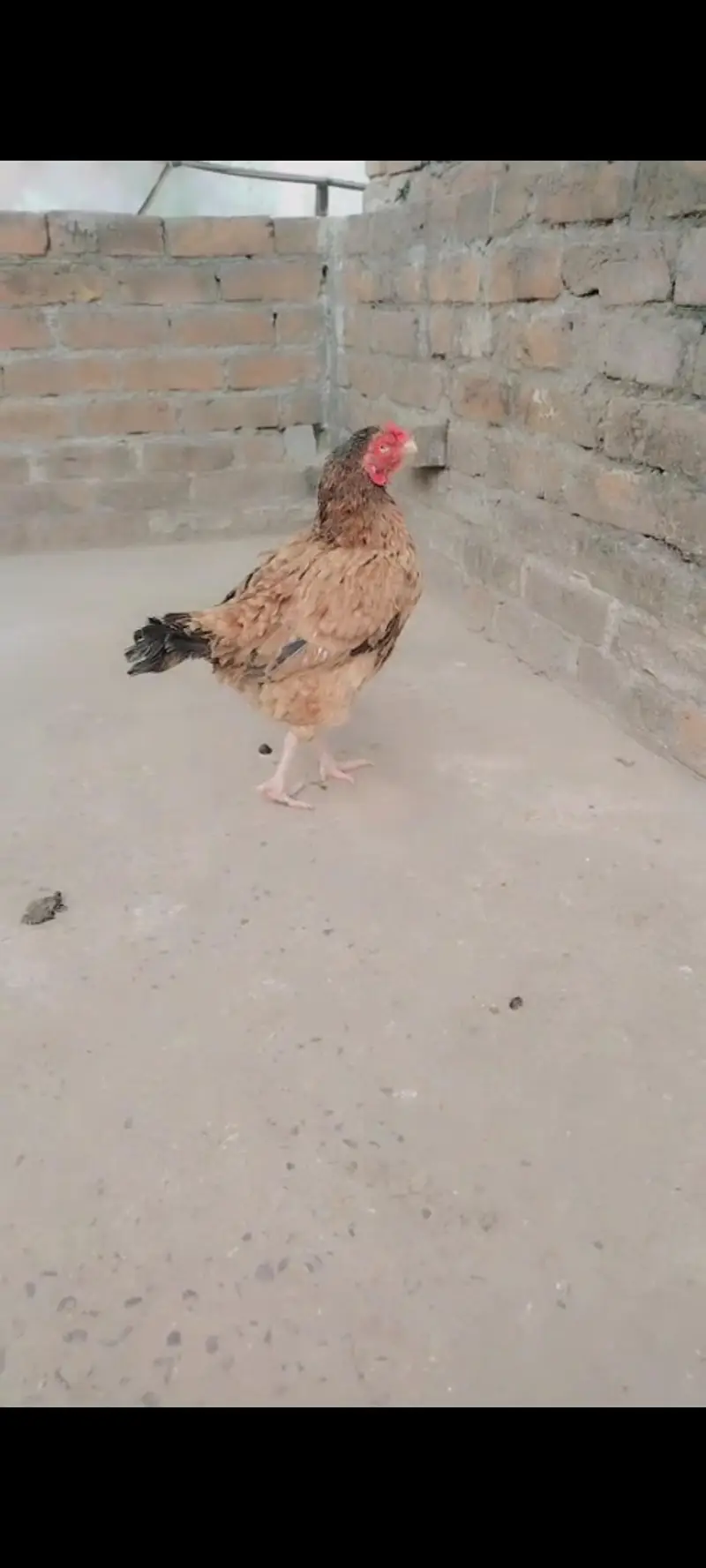 mian walli breed old blood line — photo 2