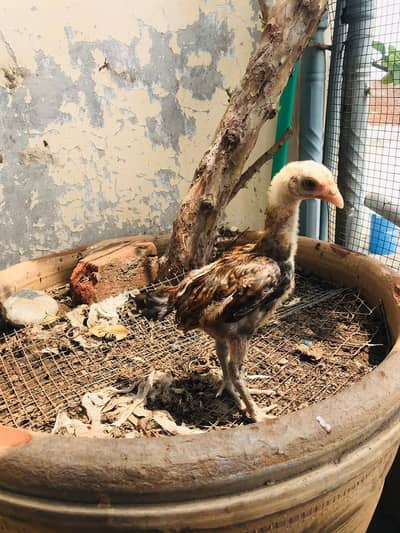 Aseel Chicks Thi Breed Top Quality