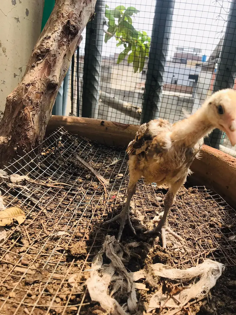 Aseel Chicks Thi Breed Top Quality — photo 2
