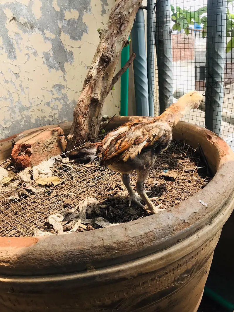 Aseel Chicks Thi Breed Top Quality — photo 3