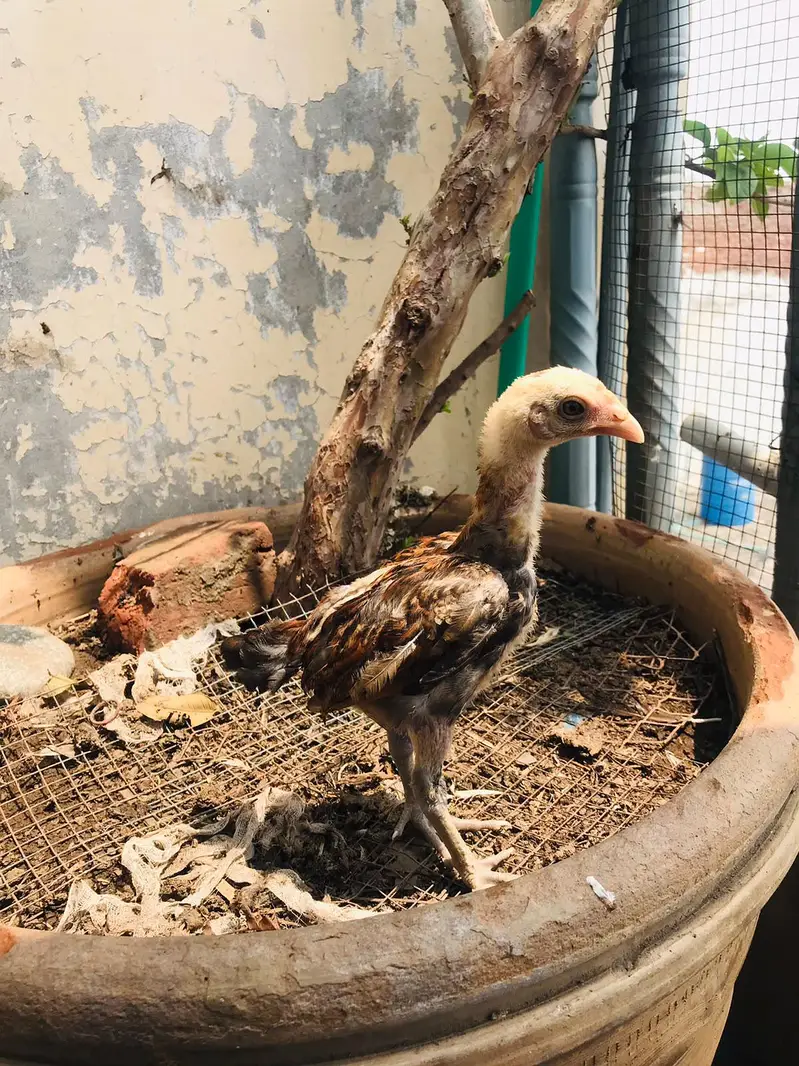 Aseel Chicks Thi Breed Top Quality — photo 4