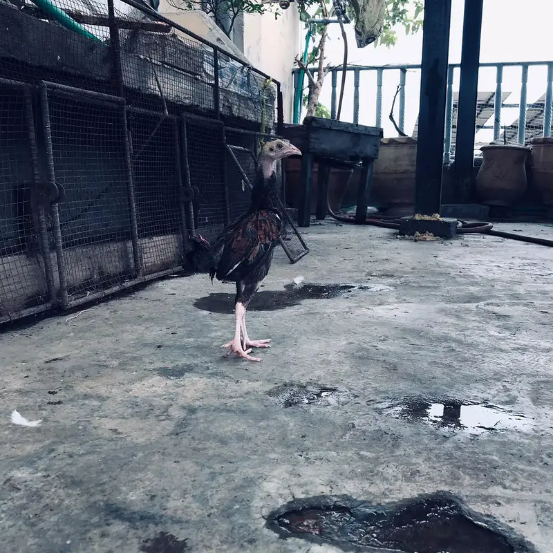 Aseel Chicks Thi Breed Top Quality — photo 5
