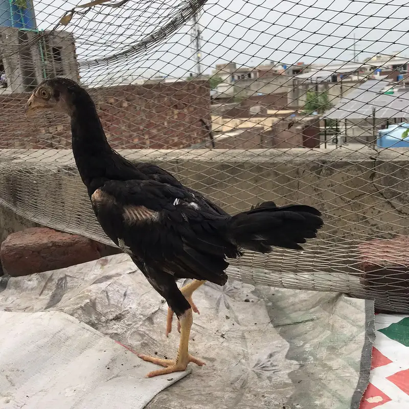 Aseel Chicks Thi Breed Top Quality — photo 6