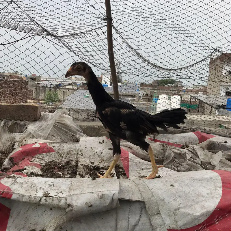 Aseel Chicks Thi Breed Top Quality — photo 7