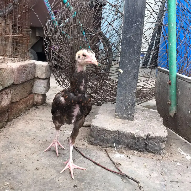 Aseel Chicks Thi Breed Top Quality — photo 8