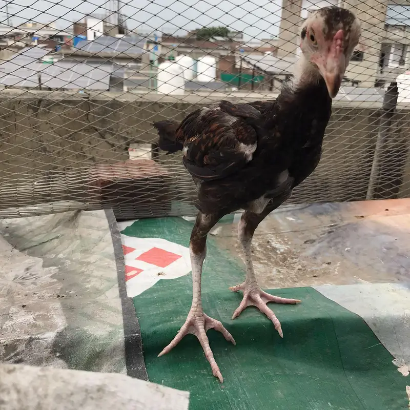 Aseel Chicks Thi Breed Top Quality — photo 9