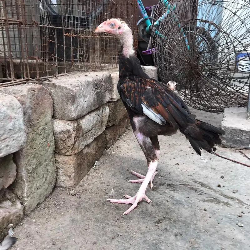 Aseel Chicks Thi Breed Top Quality — photo 10
