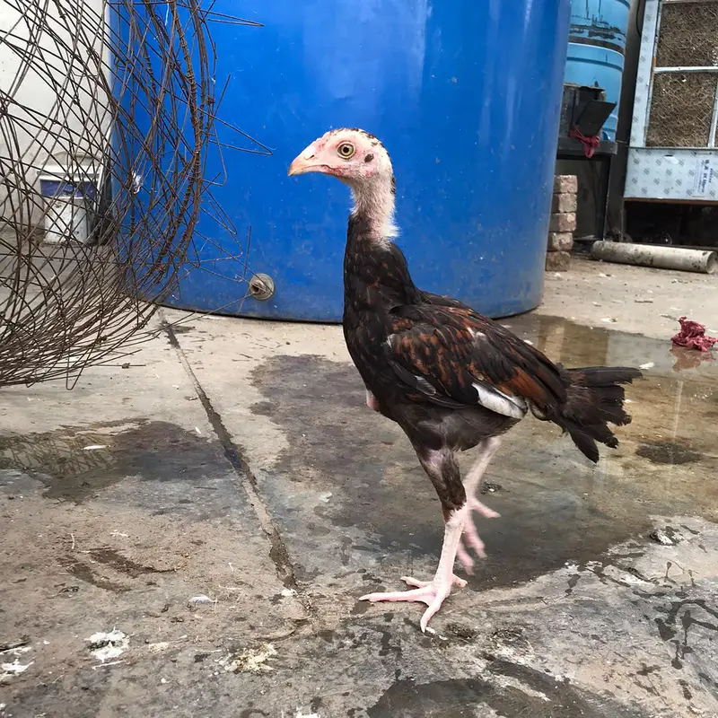 Aseel Chicks Thi Breed Top Quality — photo 11