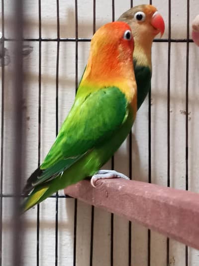 Lovebirds Ready to Breed for sale in Shaheen Town phase 1