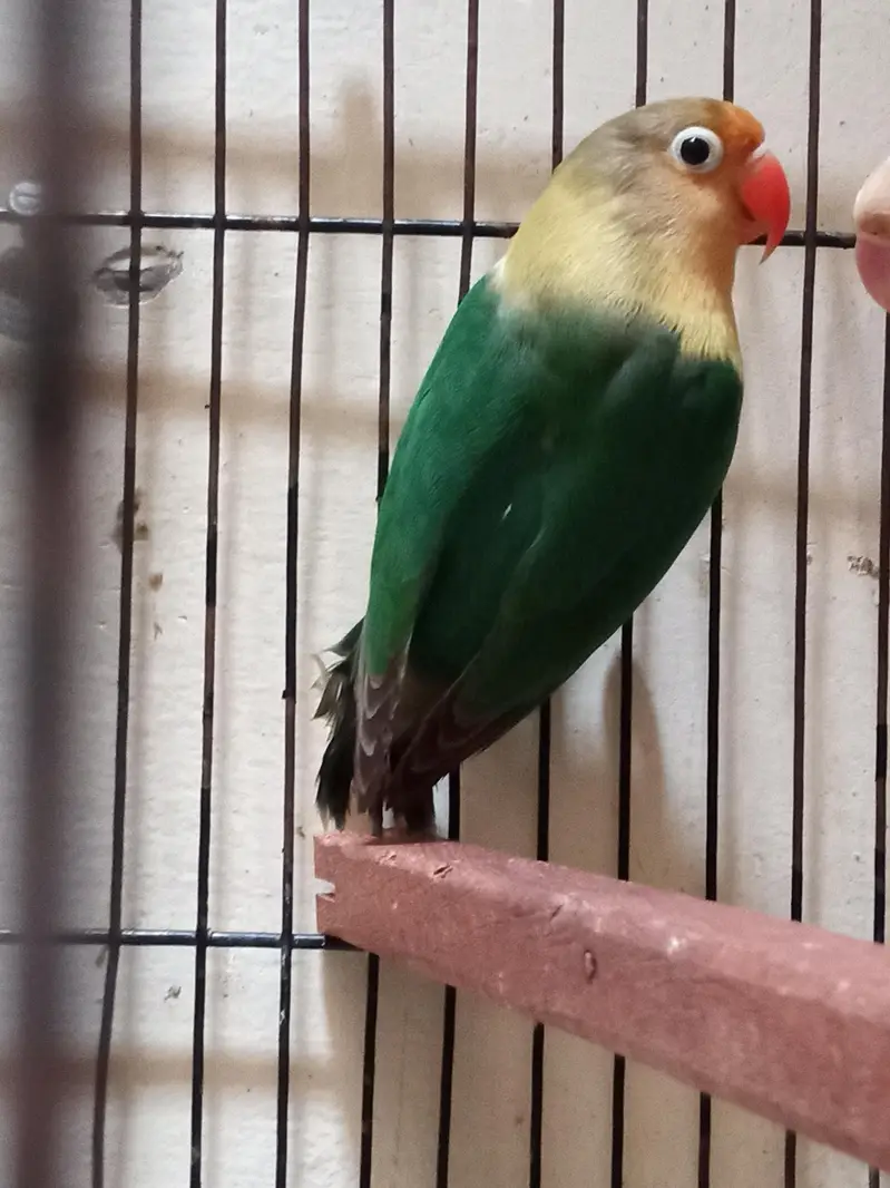 Lovebirds Ready to Breed for sale in Shaheen Town phase 1 — photo 2