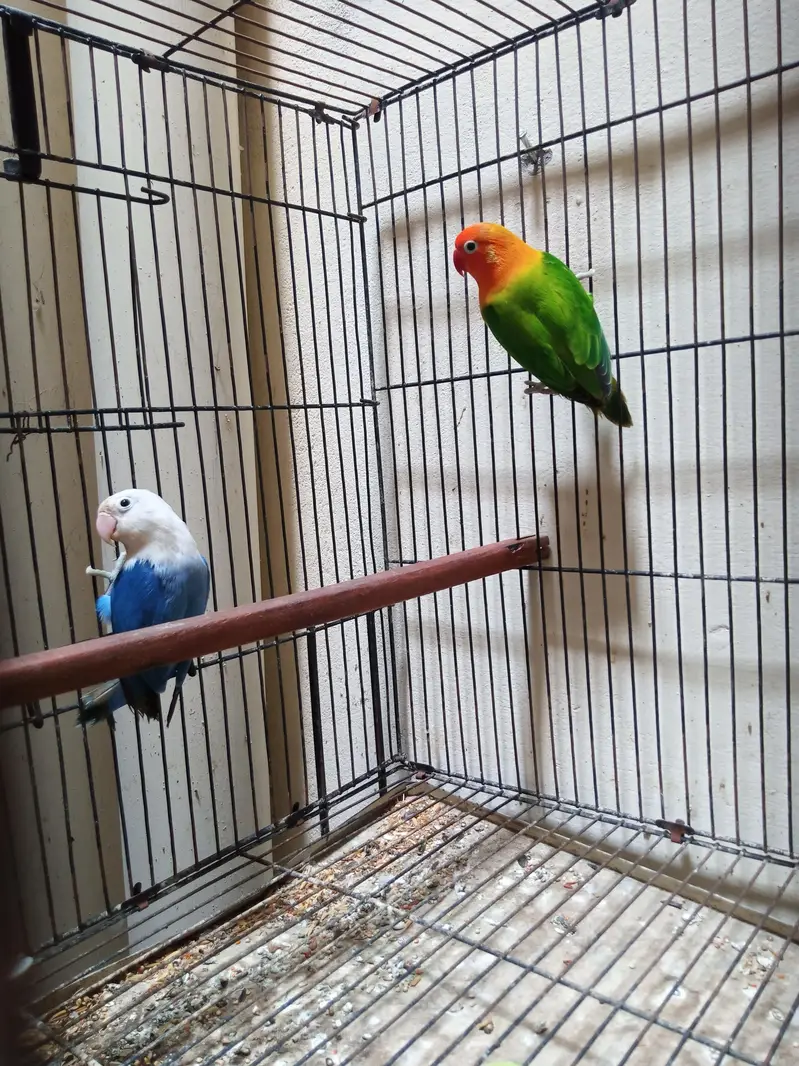 Lovebirds Ready to Breed for sale in Shaheen Town phase 1 — photo 3