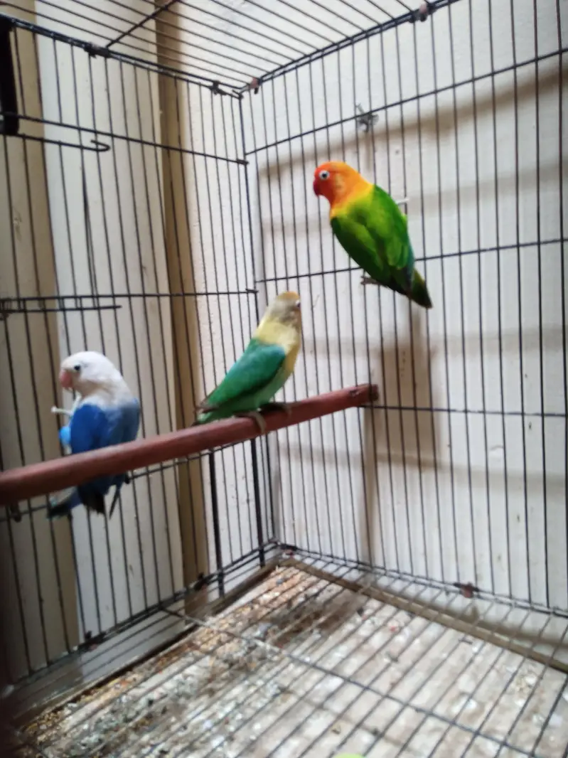 Lovebirds Ready to Breed for sale in Shaheen Town phase 1 — photo 4