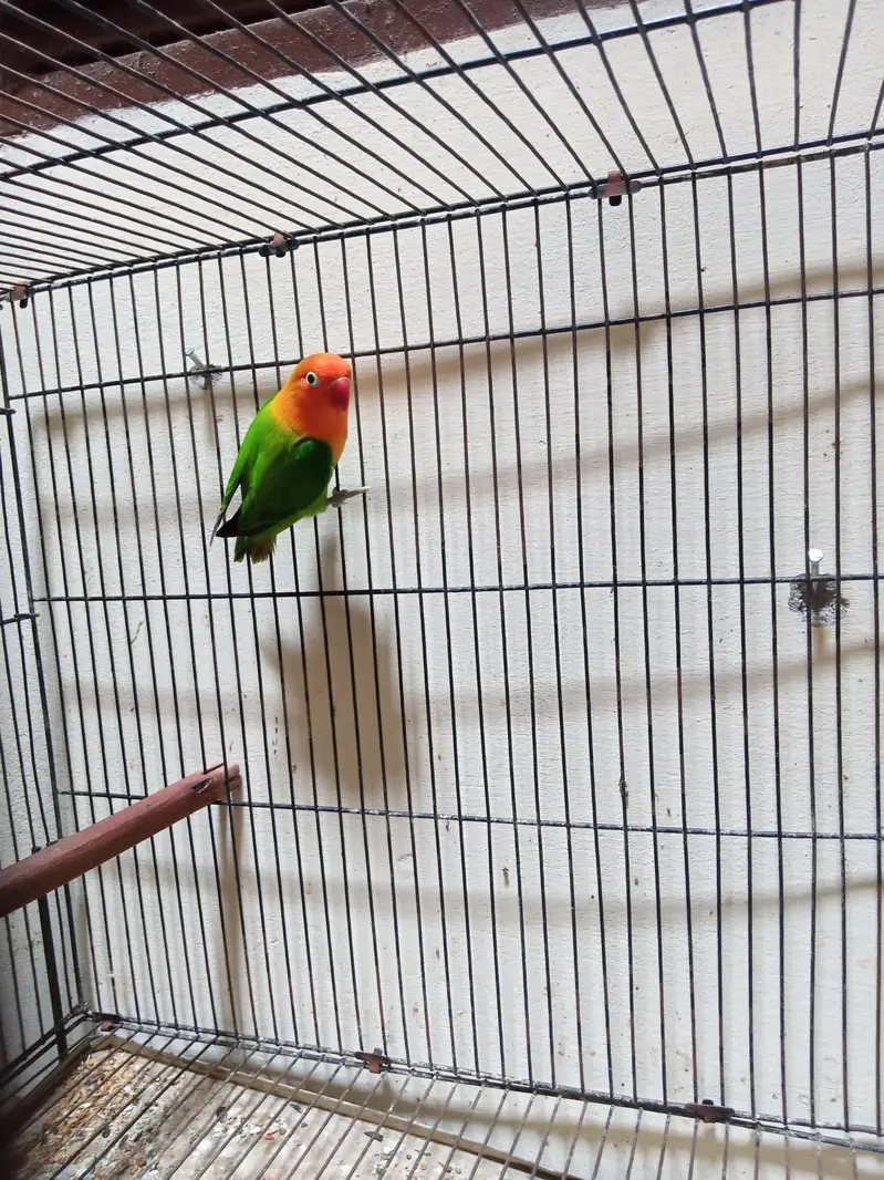 Lovebirds Ready to Breed for sale in Shaheen Town phase 1 — photo 5