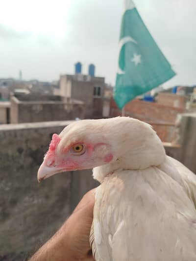 Heera Aseel pair for sale