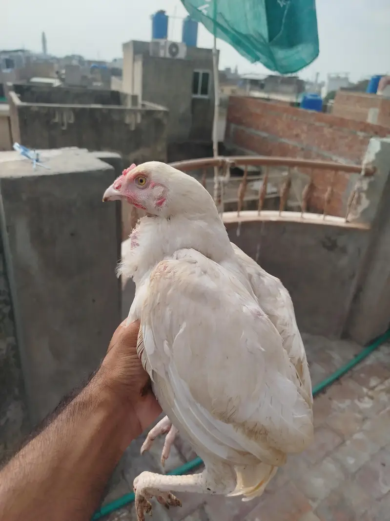 Heera Aseel pair for sale — photo 2