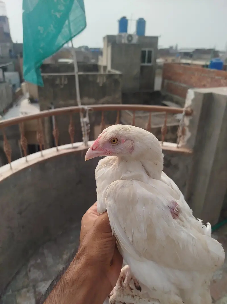 Heera Aseel pair for sale — photo 3