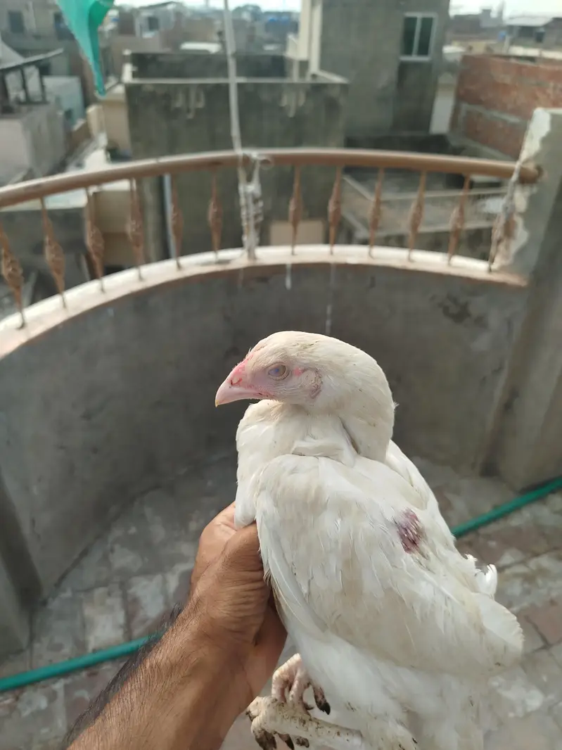 Heera Aseel pair for sale — photo 4