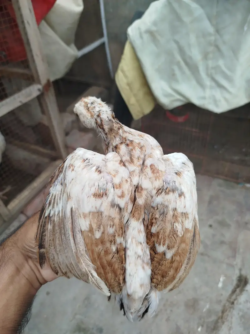 Heera Aseel pair for sale — photo 5