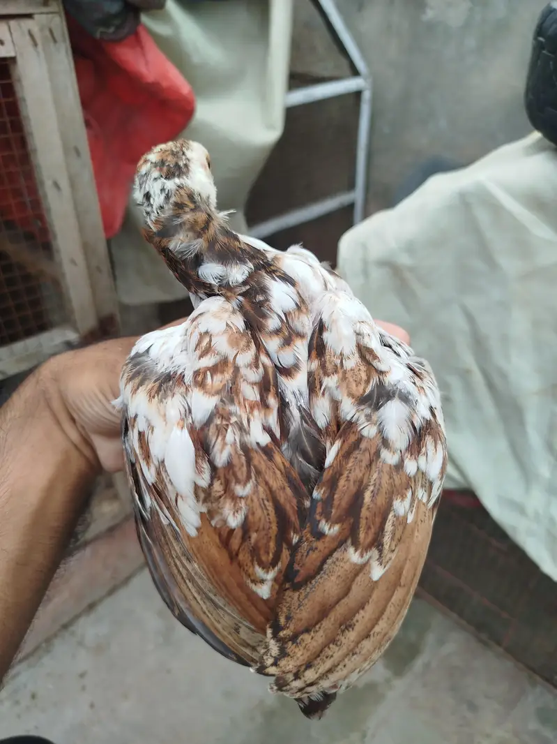 Heera Aseel pair for sale — photo 6