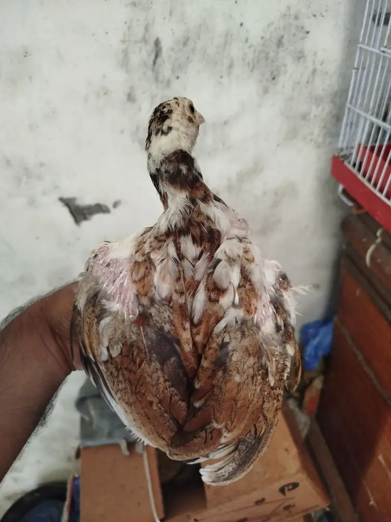 Heera Aseel pair for sale — photo 8