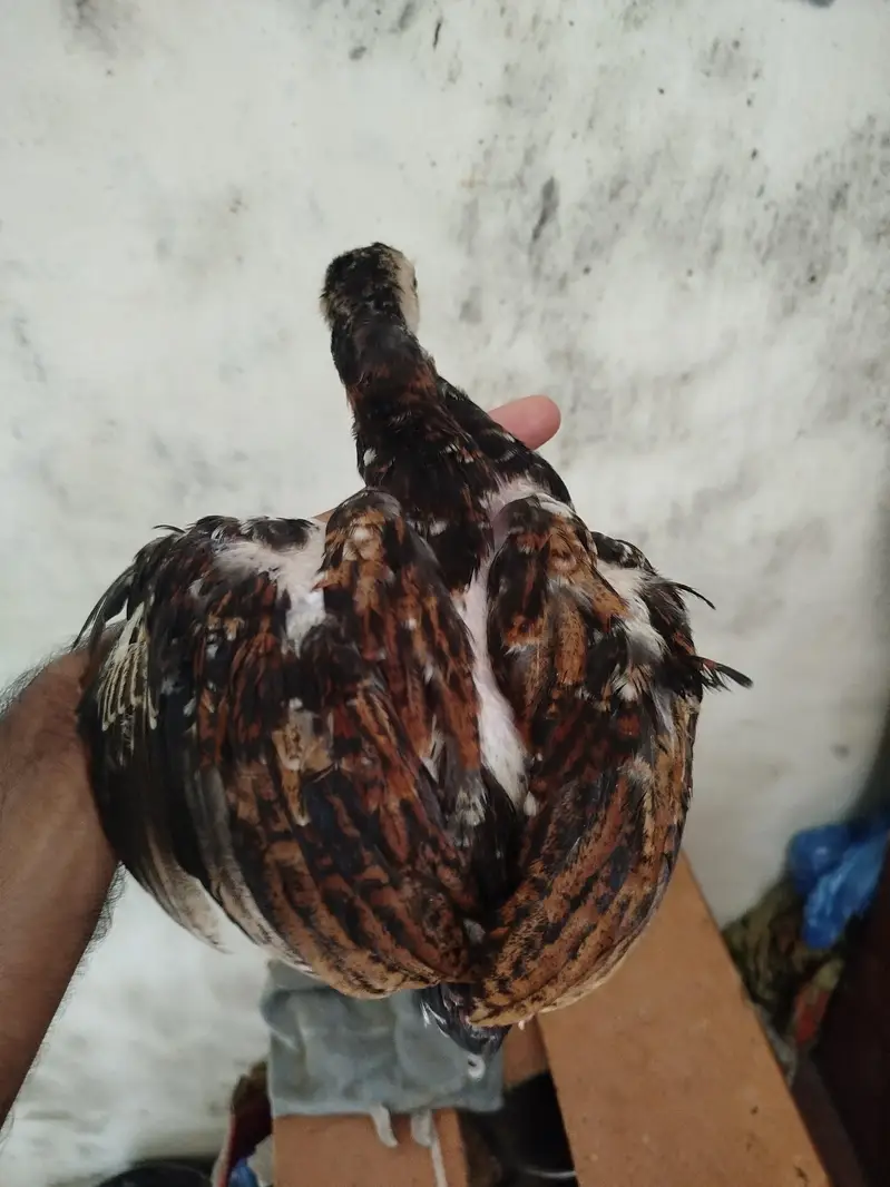 Heera Aseel pair for sale — photo 9