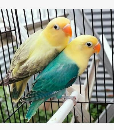 Par Blue Opline Pair