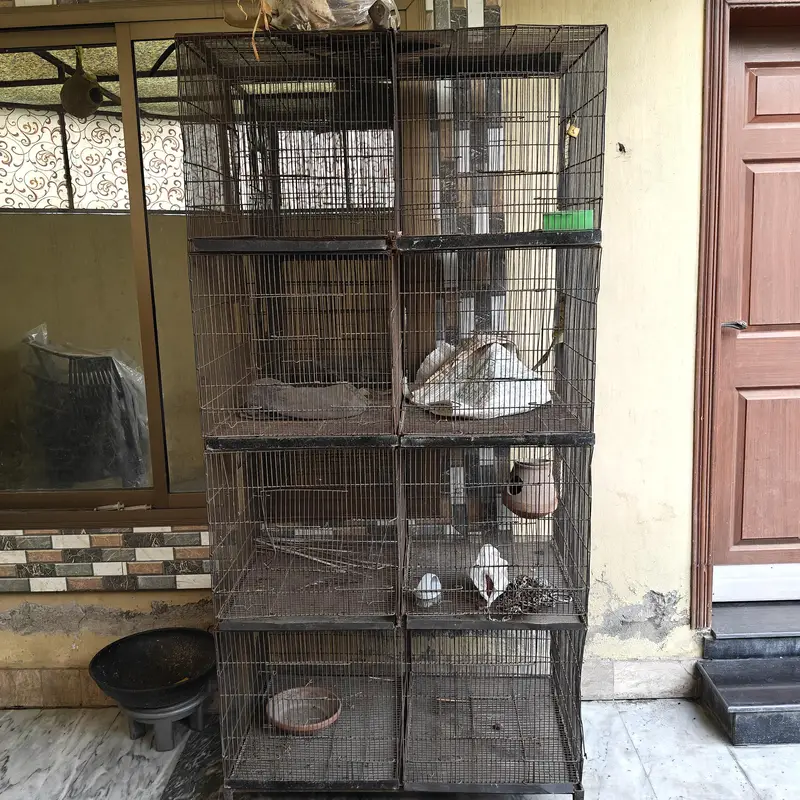 birds cage 8 portion — photo 3