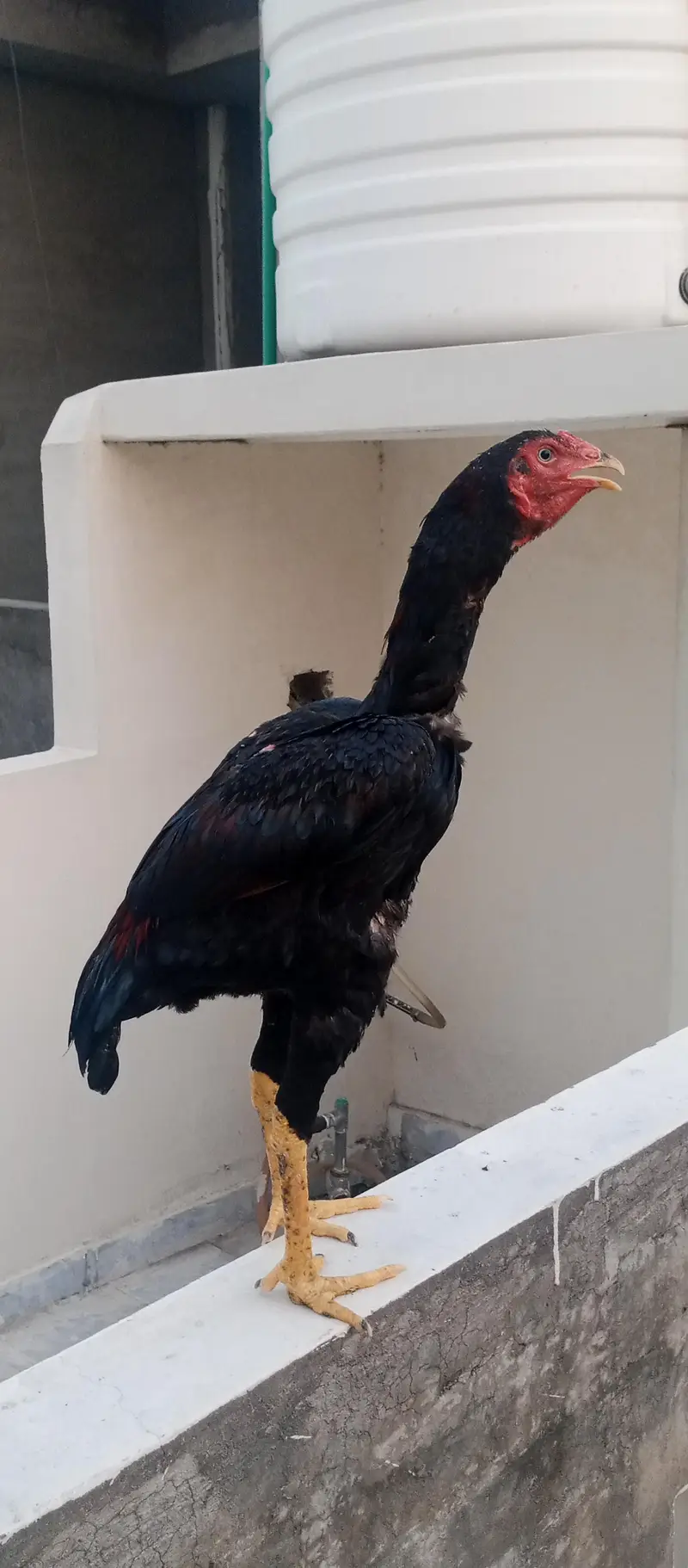 Aseel murga — photo 3