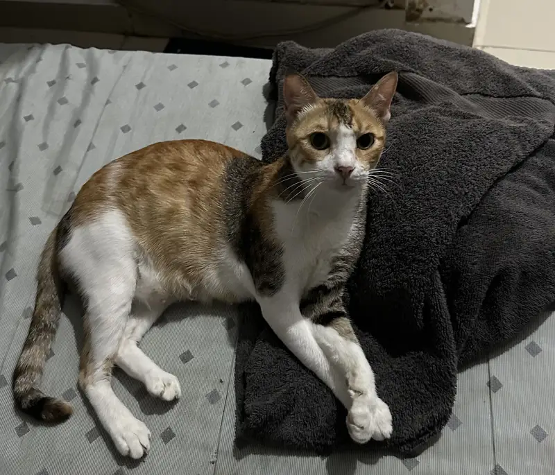 Cat for Sale — photo 2
