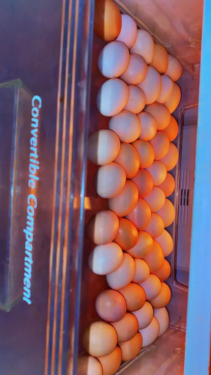 desi eggs — photo 5