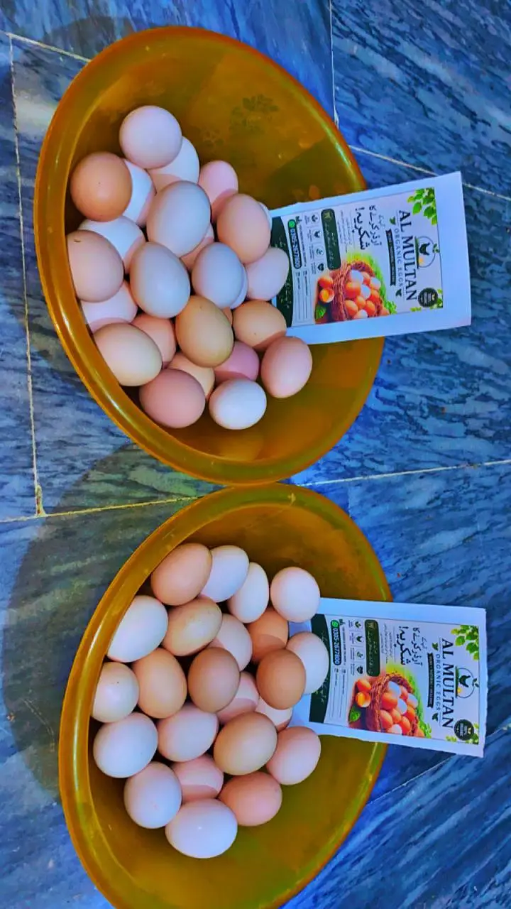 desi eggs — photo 8