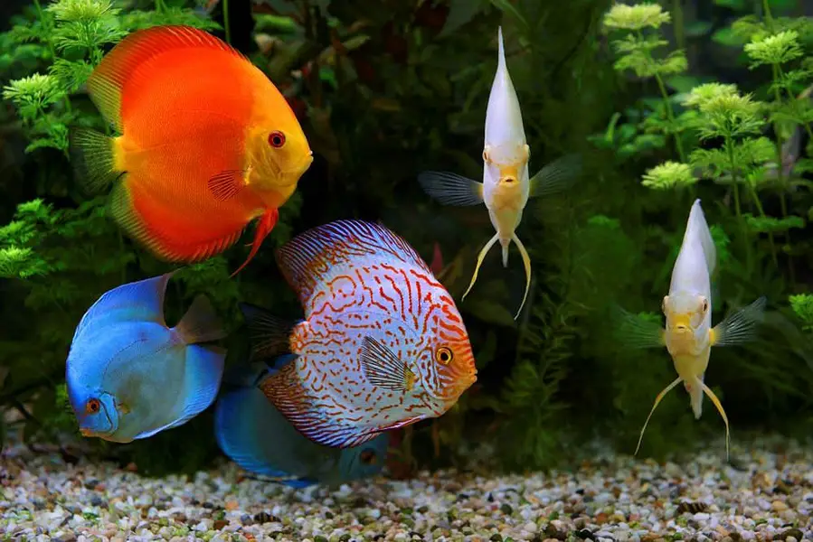 Fish and aquarium Munseeb price 03268301979 — photo 2