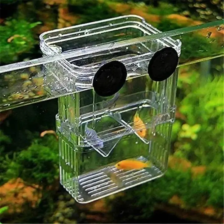 Fish and aquarium Munseeb price 03268301979 — photo 9