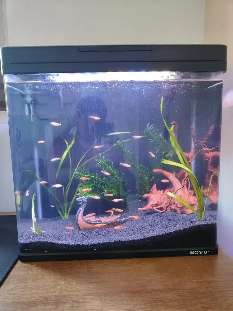 Fish and aquarium Munseeb price 03268301979 — photo 10