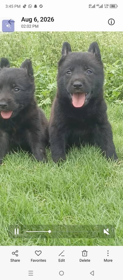 black German Shepherd pair | German Shepherd puppies for sale