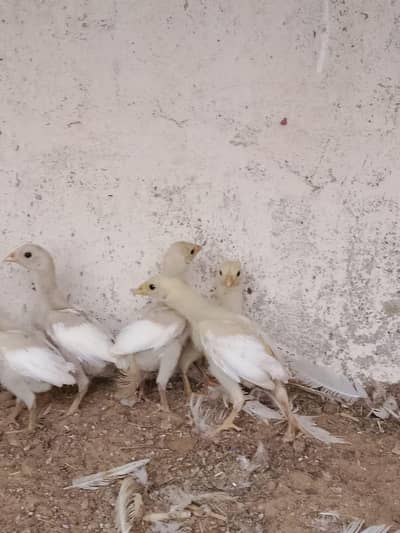 paper white heera